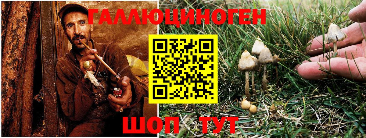 Псилоцибиновые грибы Cubensis Волжск